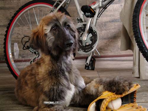 阿富汗獵犬怎麼養 了解它的特點和標准