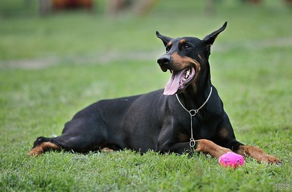 杜賓犬的習性 生活中喜歡運動