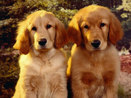 金毛犬是大型犬嗎 很著名的犬種