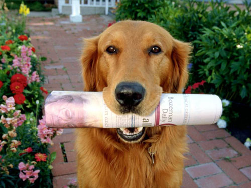 金毛犬不吃狗糧可以嗎 酸奶可以幫狗狗開胃