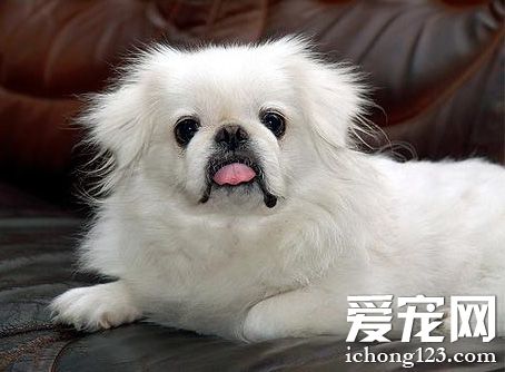 京巴狗的特點 簡單介紹狗狗的外貌特征