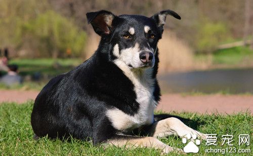 狗狗有精原細胞瘤怎麼辦 多發生在老犬身上