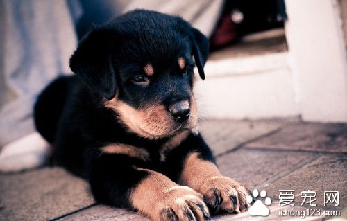 狗狗過敏大概多久有反映 狗狗過敏發生原因