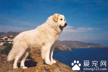 中亞牧羊犬咬人嗎 是非常優秀的護衛犬種