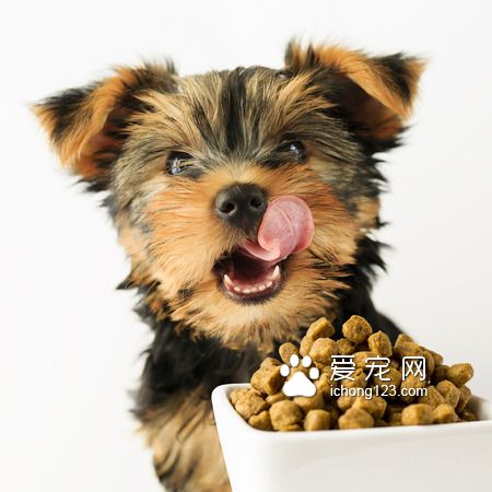 渴望狗糧多少錢一斤 在20-40元一斤不等