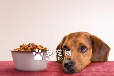 淘樂思狗糧怎麼樣 不能拿人的食物來喂狗
