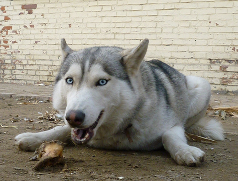 狗為什麼喜歡吃骨頭 啃骨頭可以磨牙