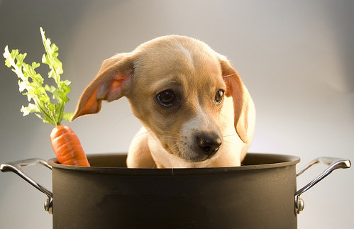 優朗狗糧怎麼樣 專注“全價營養犬糧”