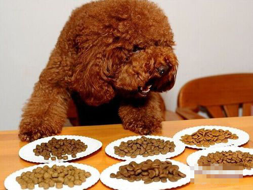 泰迪吃哪種狗糧最好 首選的當然是天然糧