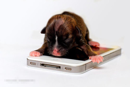 最小狗是什麼狗 美國加州的臘腸犬“碧昂斯”