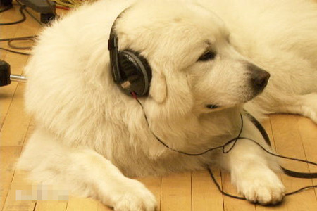 尚根是什麼狗 尚根是聰明的大白熊犬
