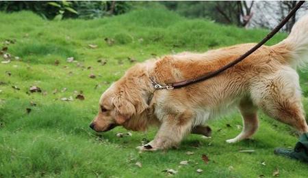 搜救犬是什麼狗 原則上體型不能太大或太小 