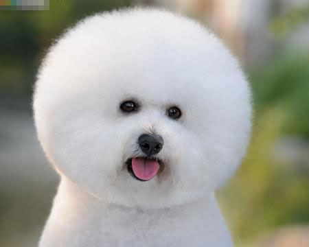 雪球狗是什麼狗 雪球狗是一種較小比熊犬