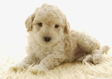 白色卷毛狗是什麼狗 應該是白色的貴賓犬