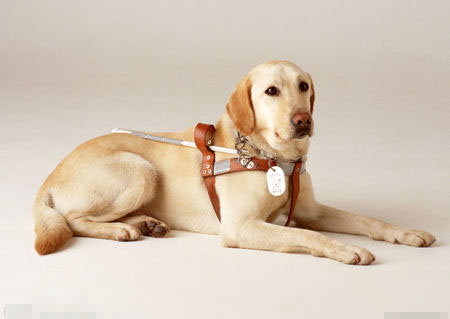 導盲犬一般是什麼狗 金毛犬拉布拉多犬