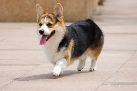 柯基是什麼狗 又稱之為威爾士短腿狗