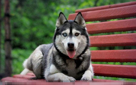 哈士奇是什麼狗 哈士奇是西伯利亞雪橇犬
