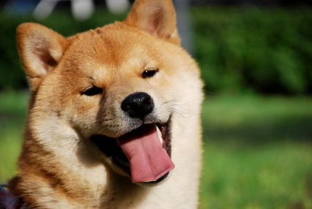 柴狗是什麼狗 是中國特有的中華田園犬