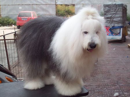 毛很長的狗是什麼狗 英國古代牧羊犬