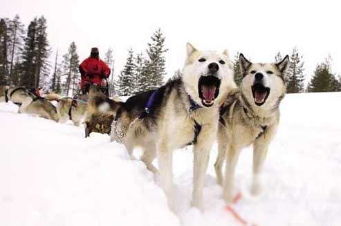 拉雪橇的狗是什麼狗 阿拉斯加犬或哈士奇