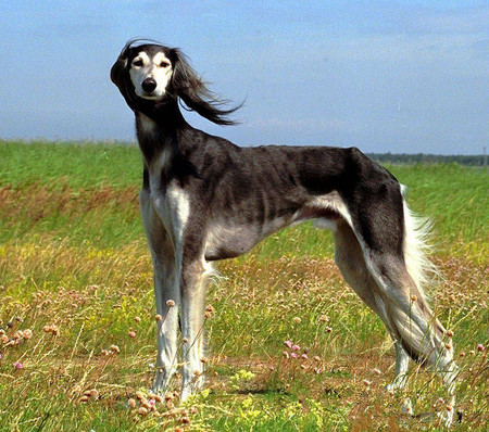 哮天犬是什麼狗 是中國特有的傳統獵犬