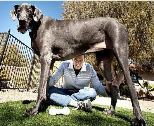 最大的狗是什麼品種 體型最大而且以凶悍而著稱