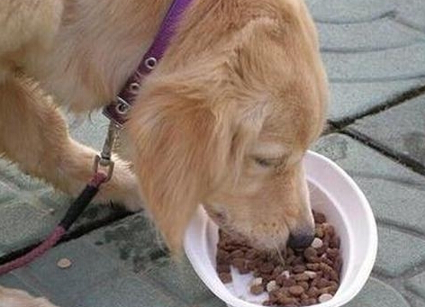 狗狗吃什麼長肉 給狗狗補充營養讓他長胖