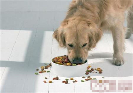 狗狗幾個月吃成犬糧 8月齡以後就可吃犬糧