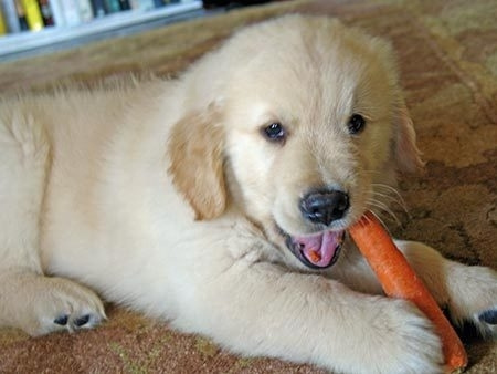狗可以吃胡蘿卜嗎 不要給狗狗吃生的胡蘿卜