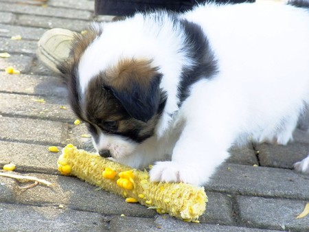 狗可以吃玉米嗎 最好是弄碎了給狗狗吃