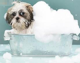 給狗洗澡要注意什麼 洗澡不超過20分鐘