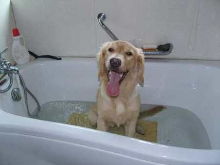 為什麼狗不愛洗澡 狗狗喜歡自己的體味