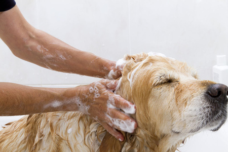 能用沐浴露給狗洗澡嗎 可選寵物專用的