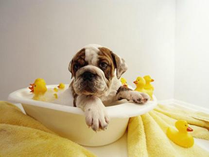 狗洗澡用什麼沐浴露 洗澡前給狗狗喝飽水