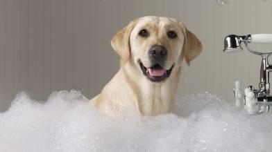 狗多大可以洗澡 幼犬可在打完疫苗後1-2個星期