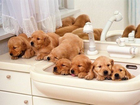 狗用什麼洗澡好 建議使用寵物專用的浴液
