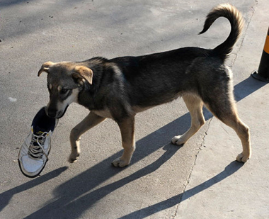 狗狗咬鞋怎麼辦 給它們挑選合適的磨牙棒