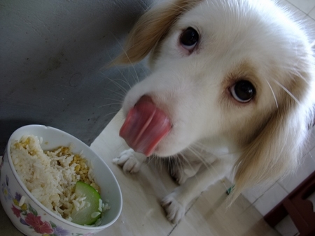 狗能吃飯嗎 可以吃的但還是少吃比較好