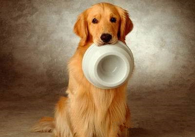 狗為什麼不吃飯 解析狗不吃飯的5大原因