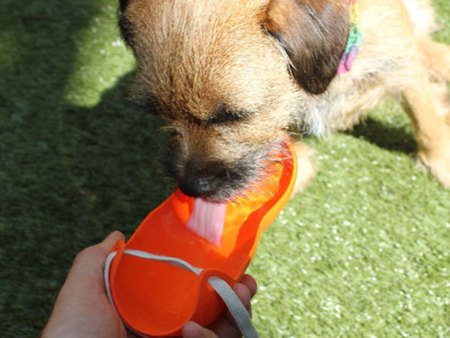 狗不喝水是什麼原因 幫狗准備新鮮的水分