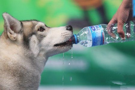 怎麼喂狗喝水 它們的舌頭起到關鍵作用