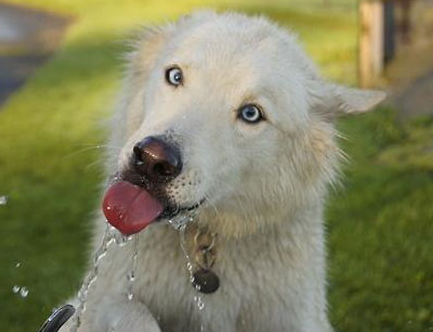 狗需要喝水嗎 犬缺水會造成機體功能失調