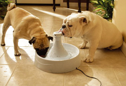狗為什麼總喝水 飼養中要准備足夠的飲水