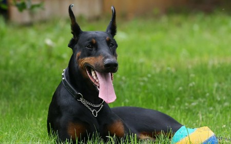 杜賓犬為什麼剪耳 剪耳的杜賓犬聽力靈敏