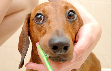 狗狗洗牙多少錢 地區不一樣價格不同