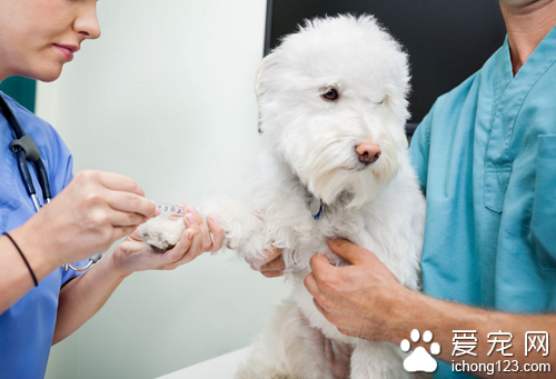 狗狗打針 狗狗出生30天就可以打疫苗了