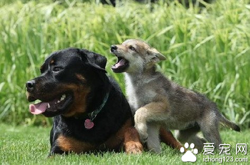 羅威納犬打架  羅威納犬是比較凶猛的狗