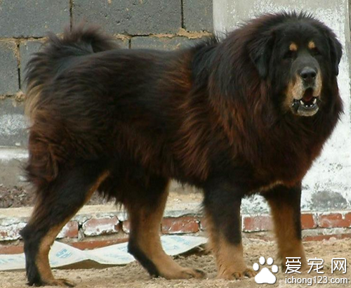 世界上最大的狗 藏獒是世上最大的狗狗