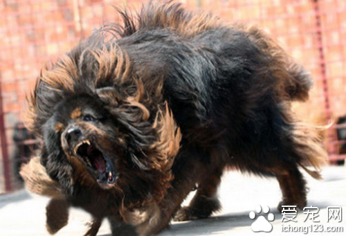 藏獒打架 藏獒是很凶猛的狗打架很厲害