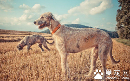 愛爾蘭獵狼犬怎麼養 它是不錯的護衛犬